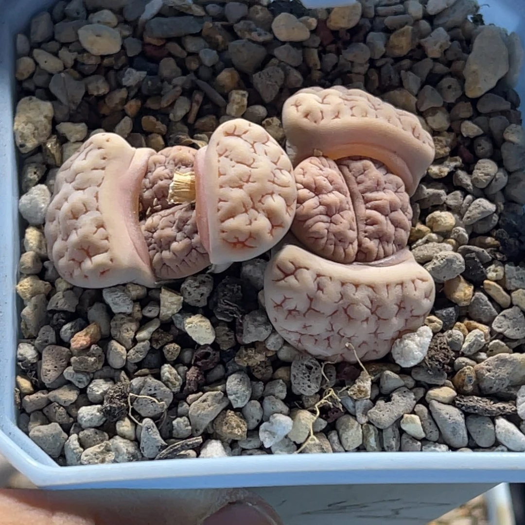 1534双头粉体189凹凸