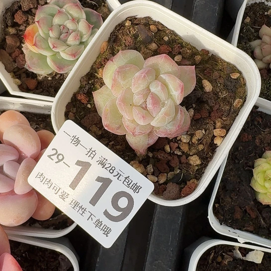 石化如梦令无盆土发货