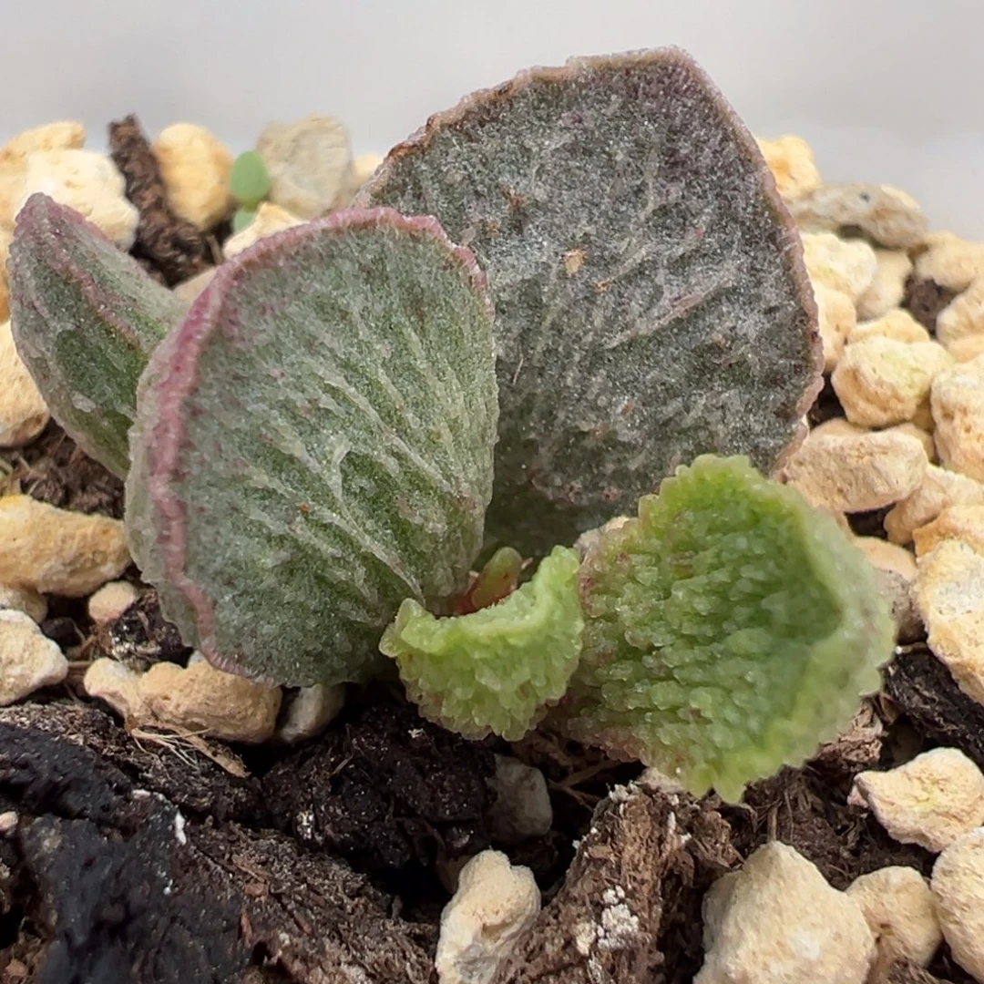 粉色蕾丝边拉丝纹实生新品大苗多肉植物