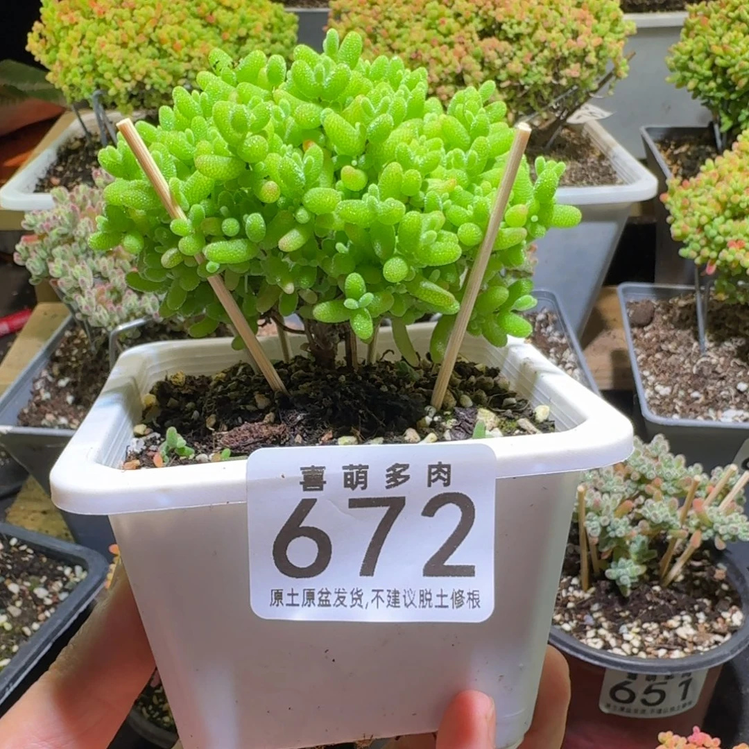 蜜桔枝干番杏672一棵