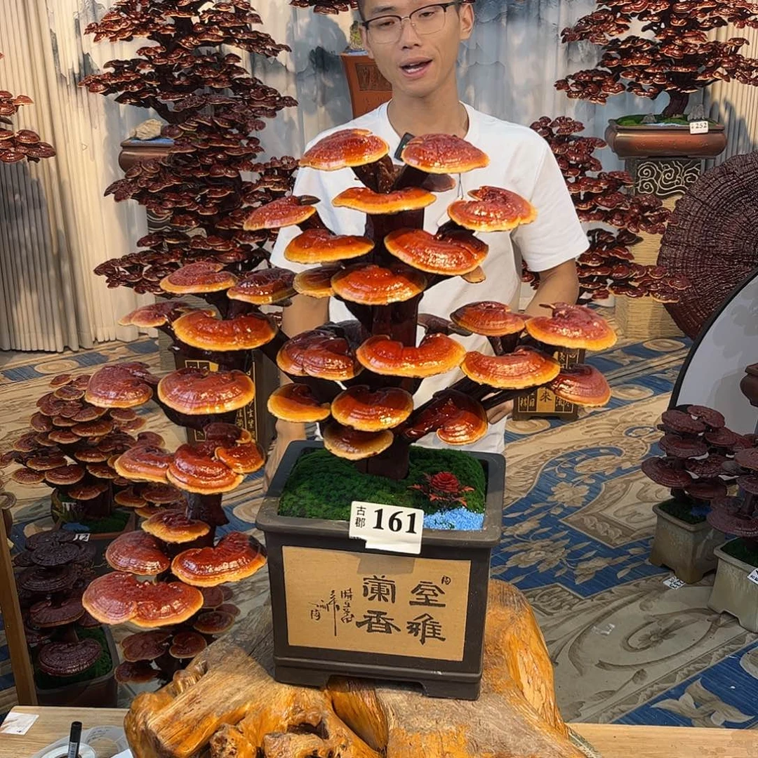 无花朵588888888888
