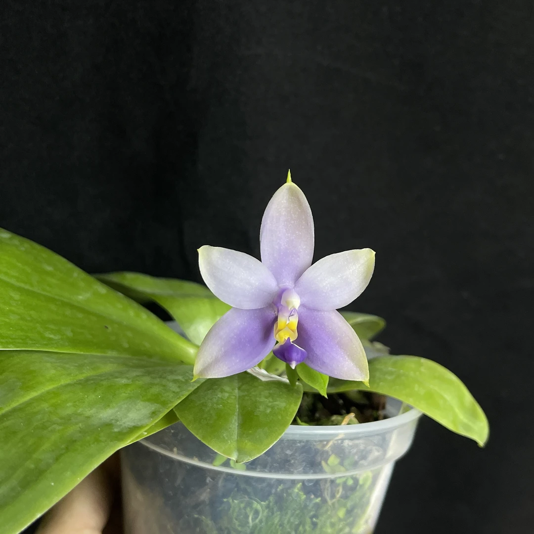 旭美杰哥原生种蝴蝶兰蓝 蓝荧光