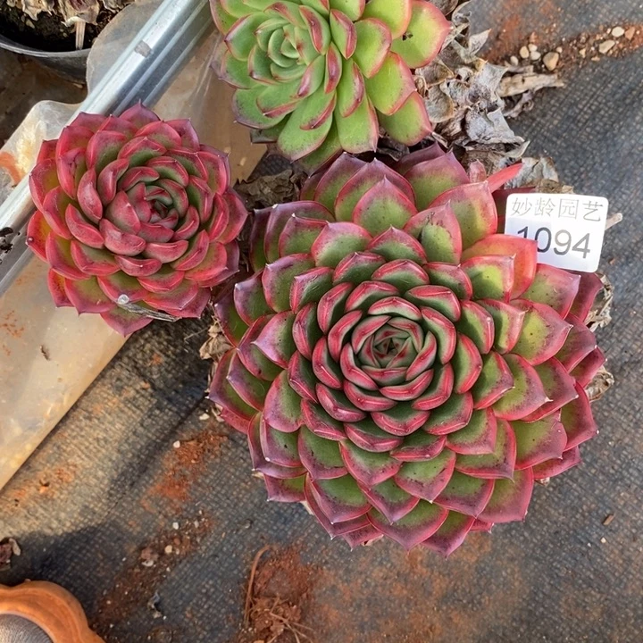 *****1094掉头不售后～12厘米