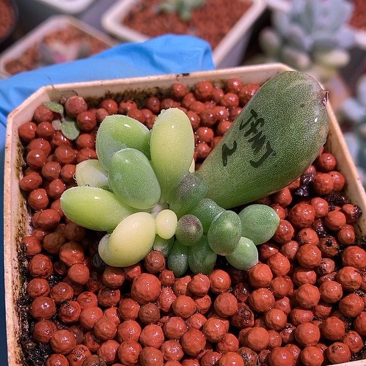 ****淋加菲猫锦多肉植物多肉