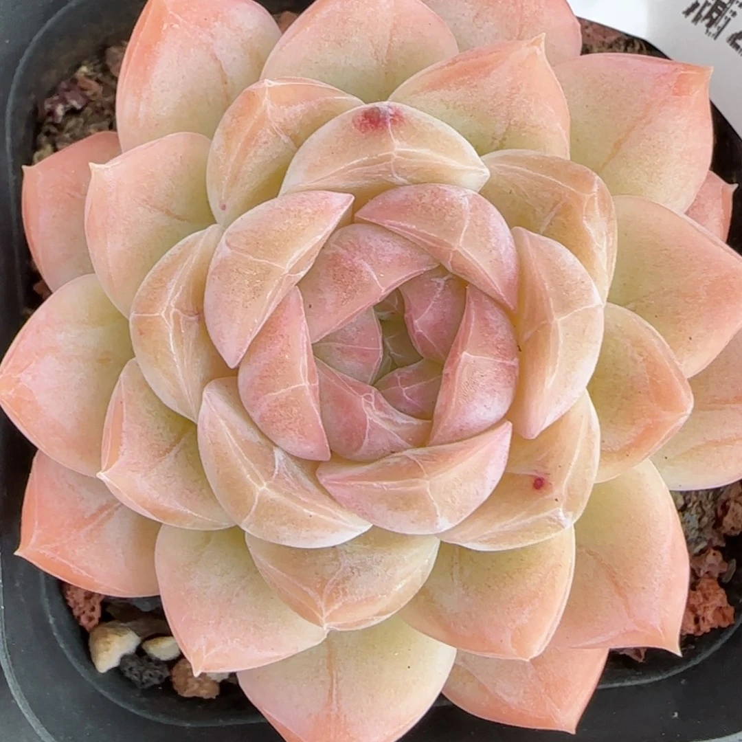 花语逸境0211-249