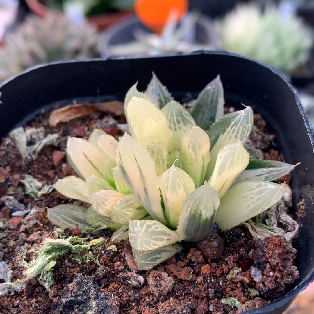 糊斑别系玉露锦，带盆