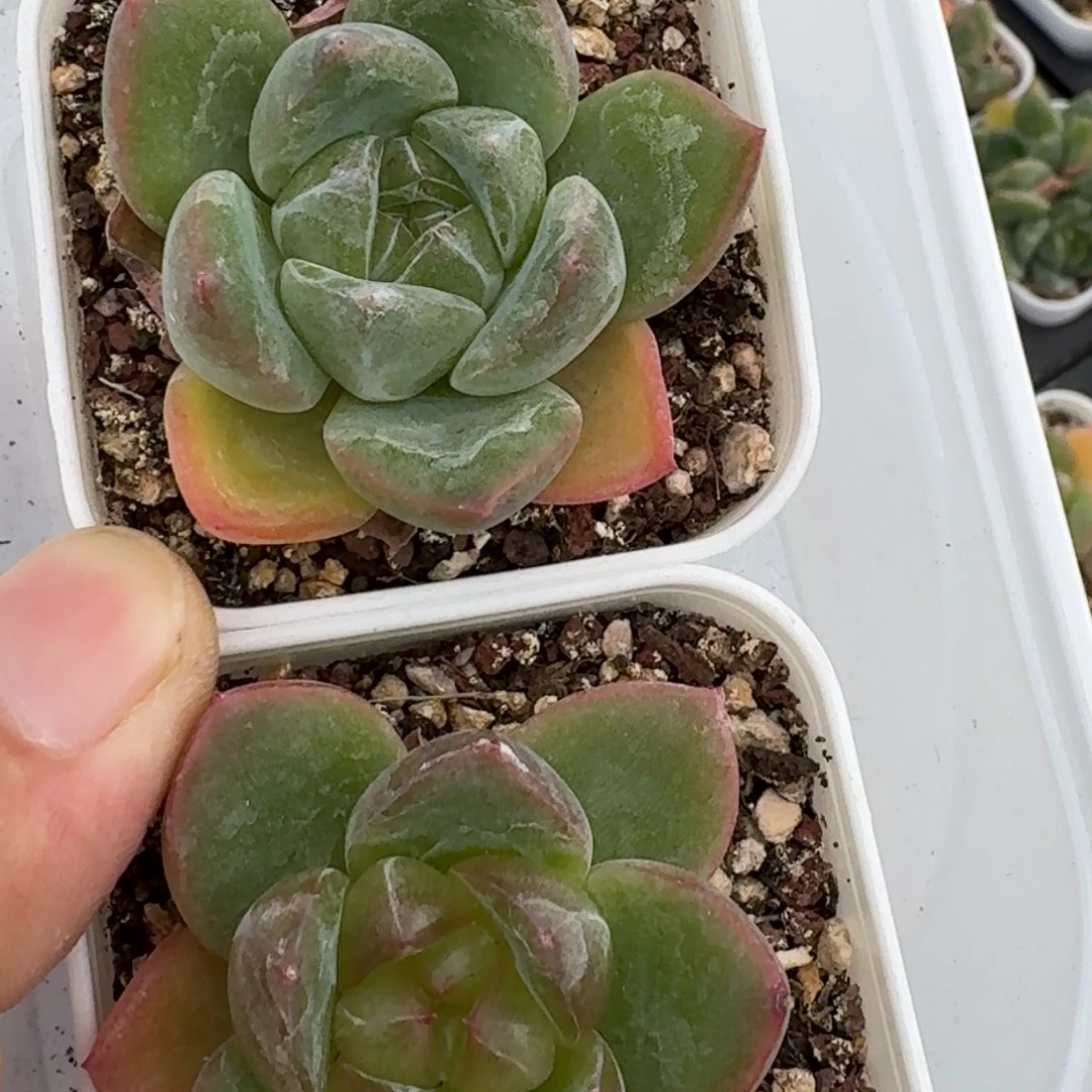 如图珍妮系e8单头随机2颗