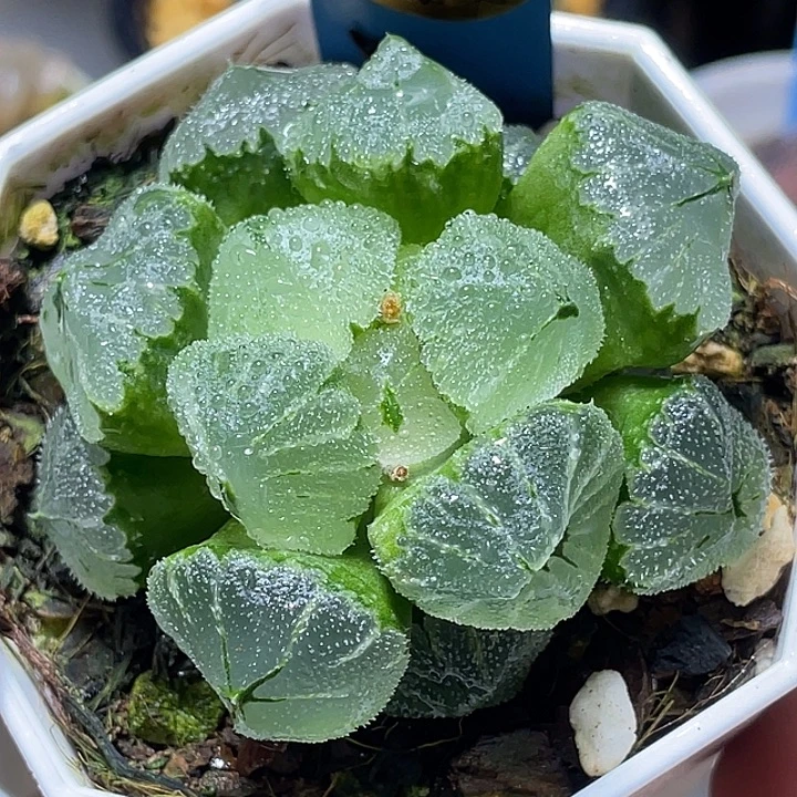 675冰墩墩母本级别