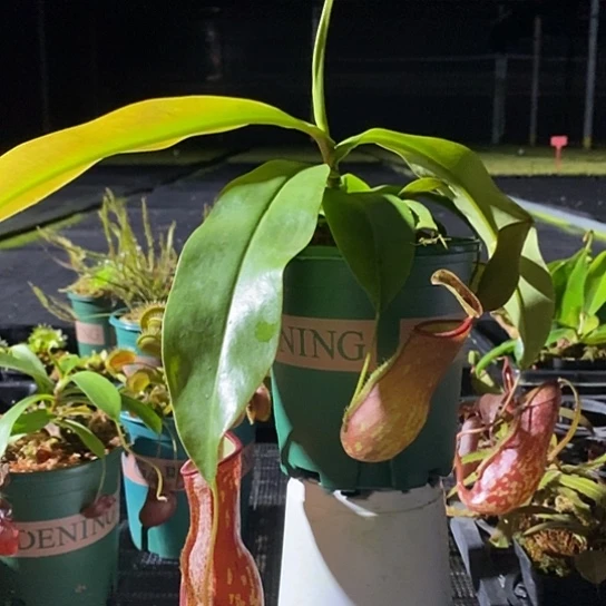 完全开放盖亚猪笼草