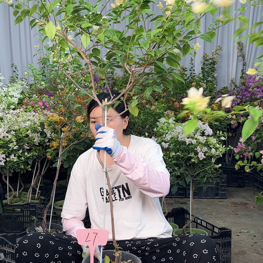 无***铁大部分花苞少量开放L7苏瓦娜