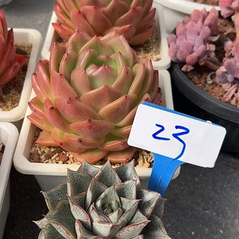 23大和加林狗一个脱我土