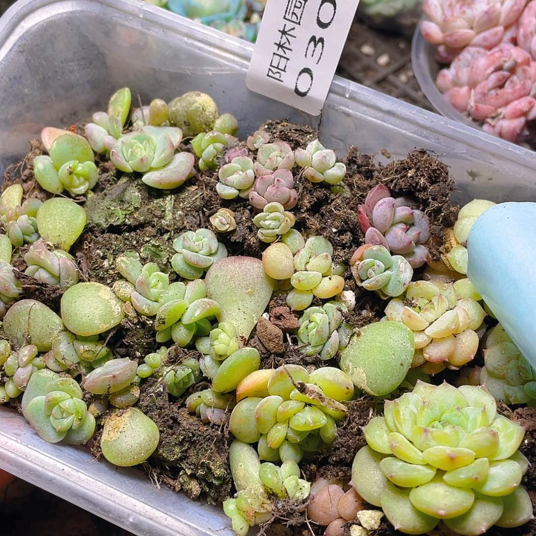 多肉植物多肉植物308