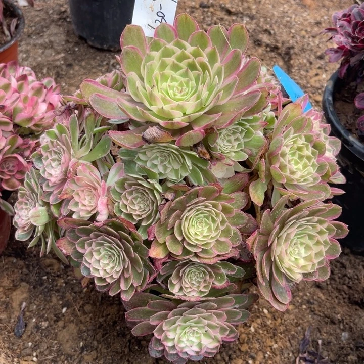 用****6-30-9半糖荔枝寄养
