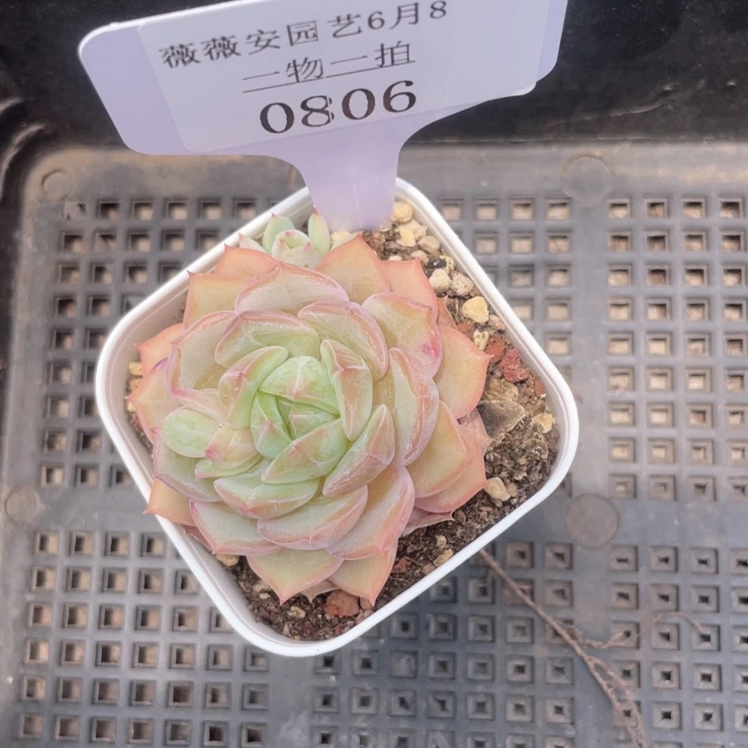 薇薇安园艺多肉0806