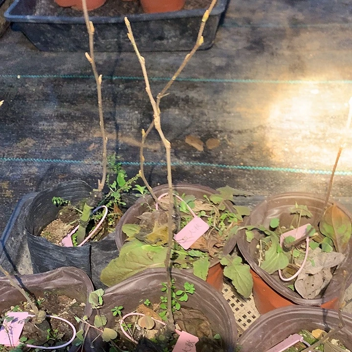 无花朵红大秋29.9