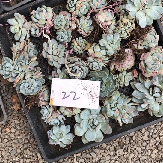 梦露，都梦露着我们单起