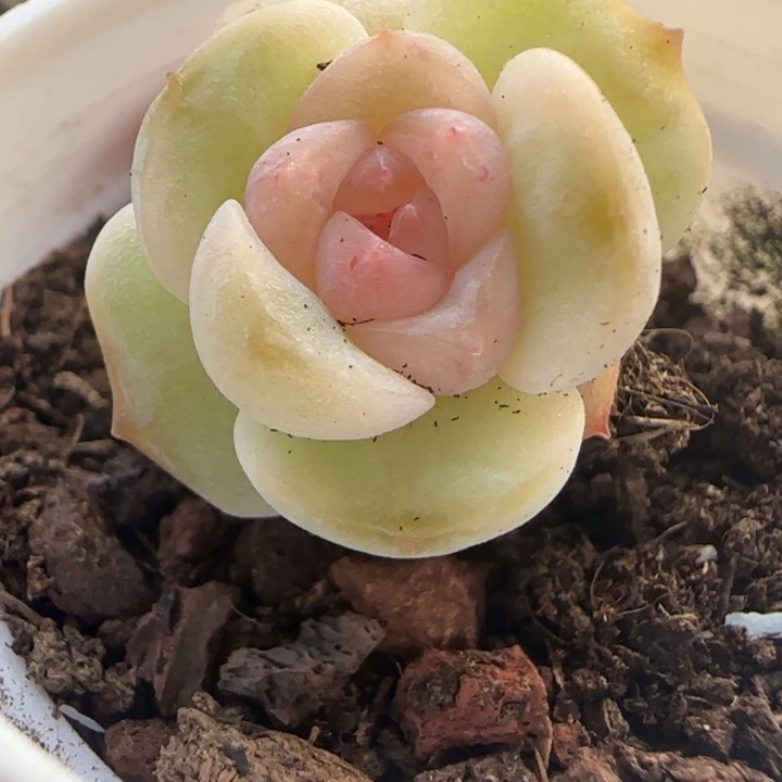 63绝绝子多肉植物一颗