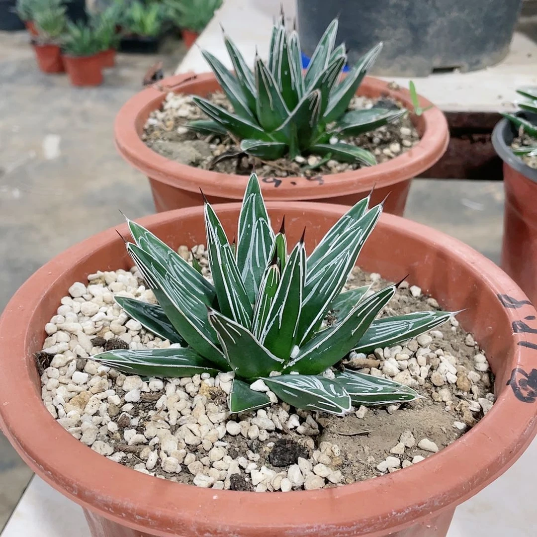 宫本屉之雪龙舌兰10公分➕