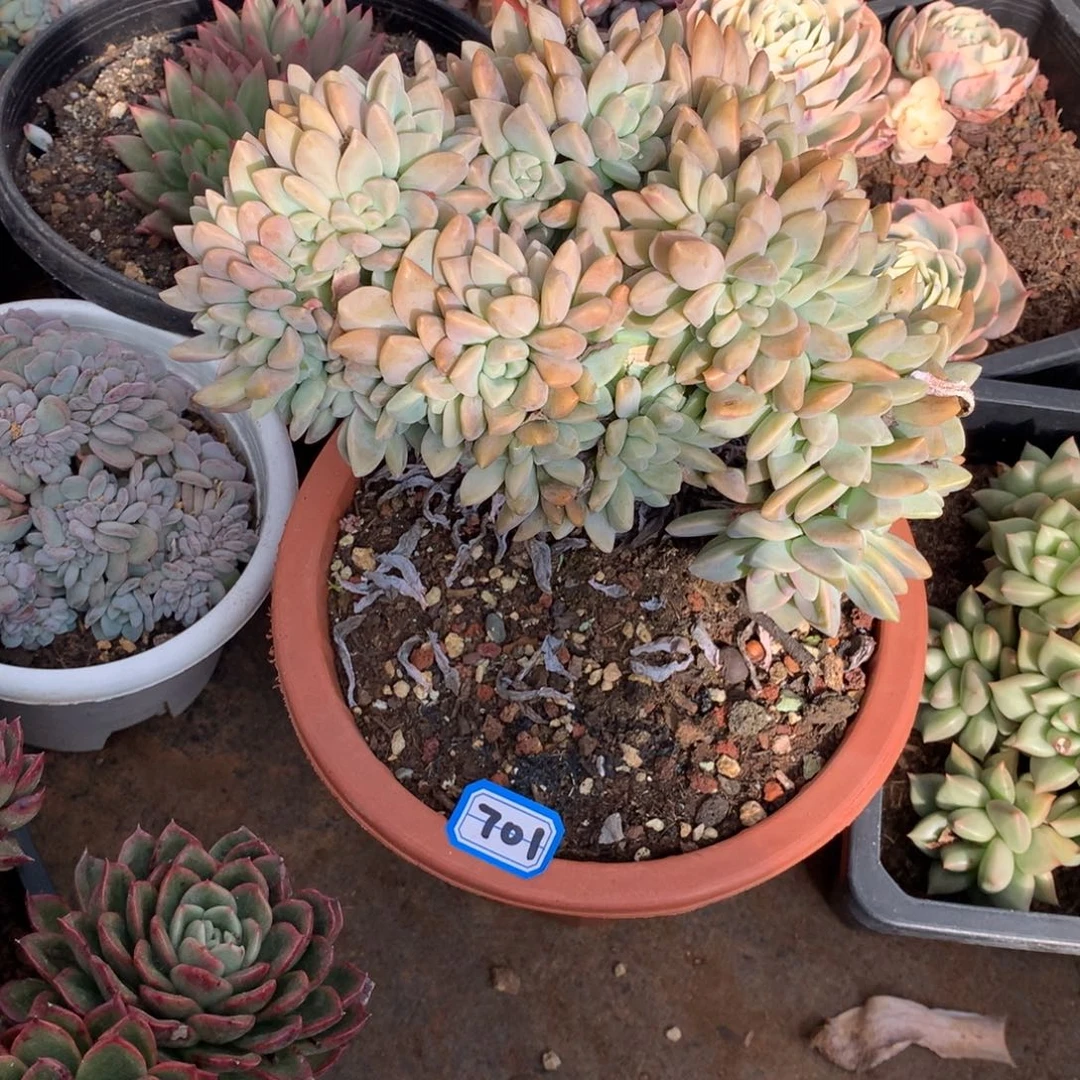 701淡雪缀 一物一拍多肉