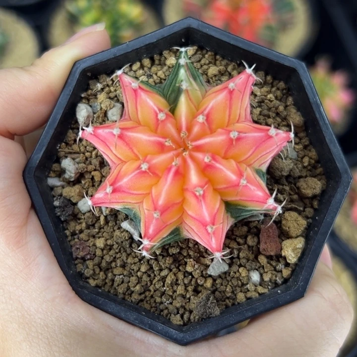 泰国米哈仙人球实生