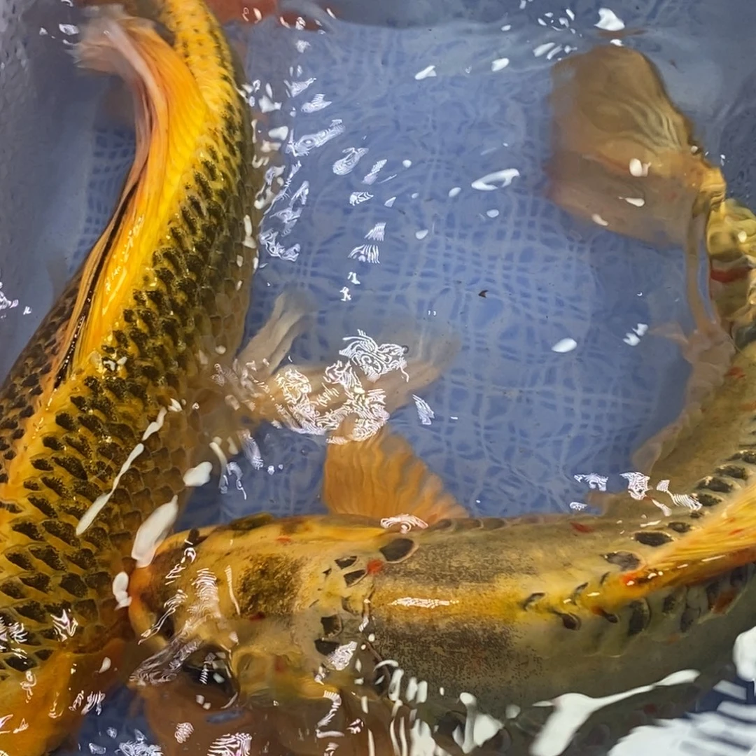 锦鲤冷水锦鲤（无开箱视频不售后）