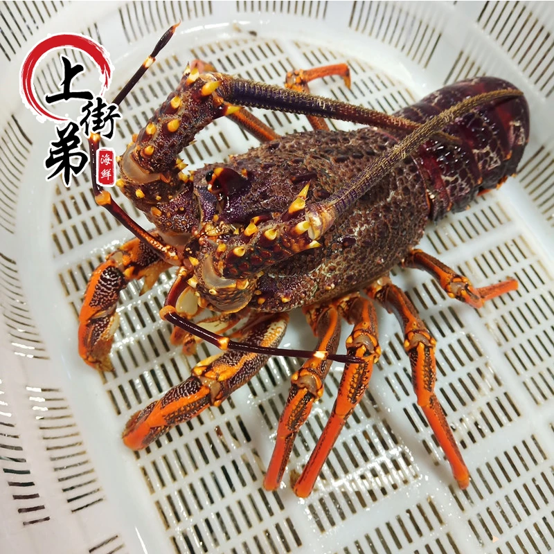【包鲜不包活】鲜活红龙虾 海鲜 水产