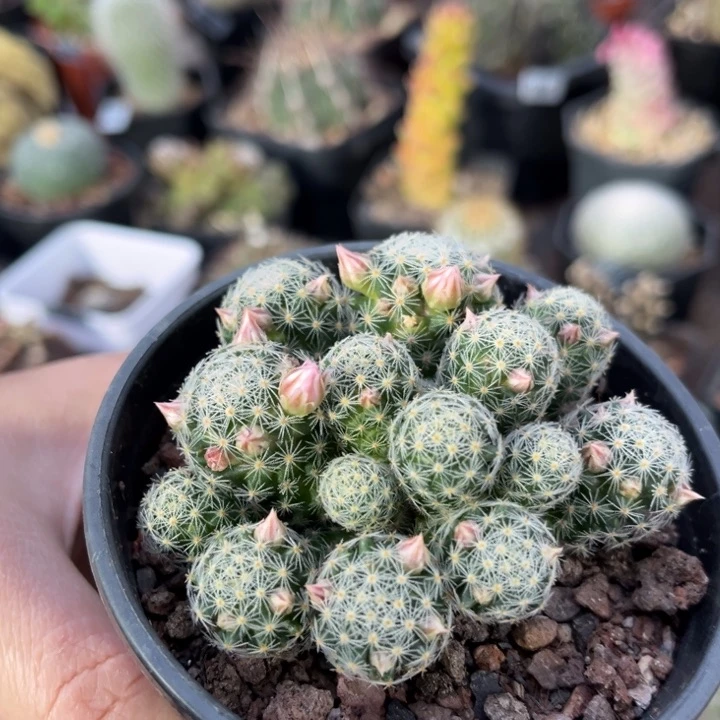 仙人球一物一拍实生