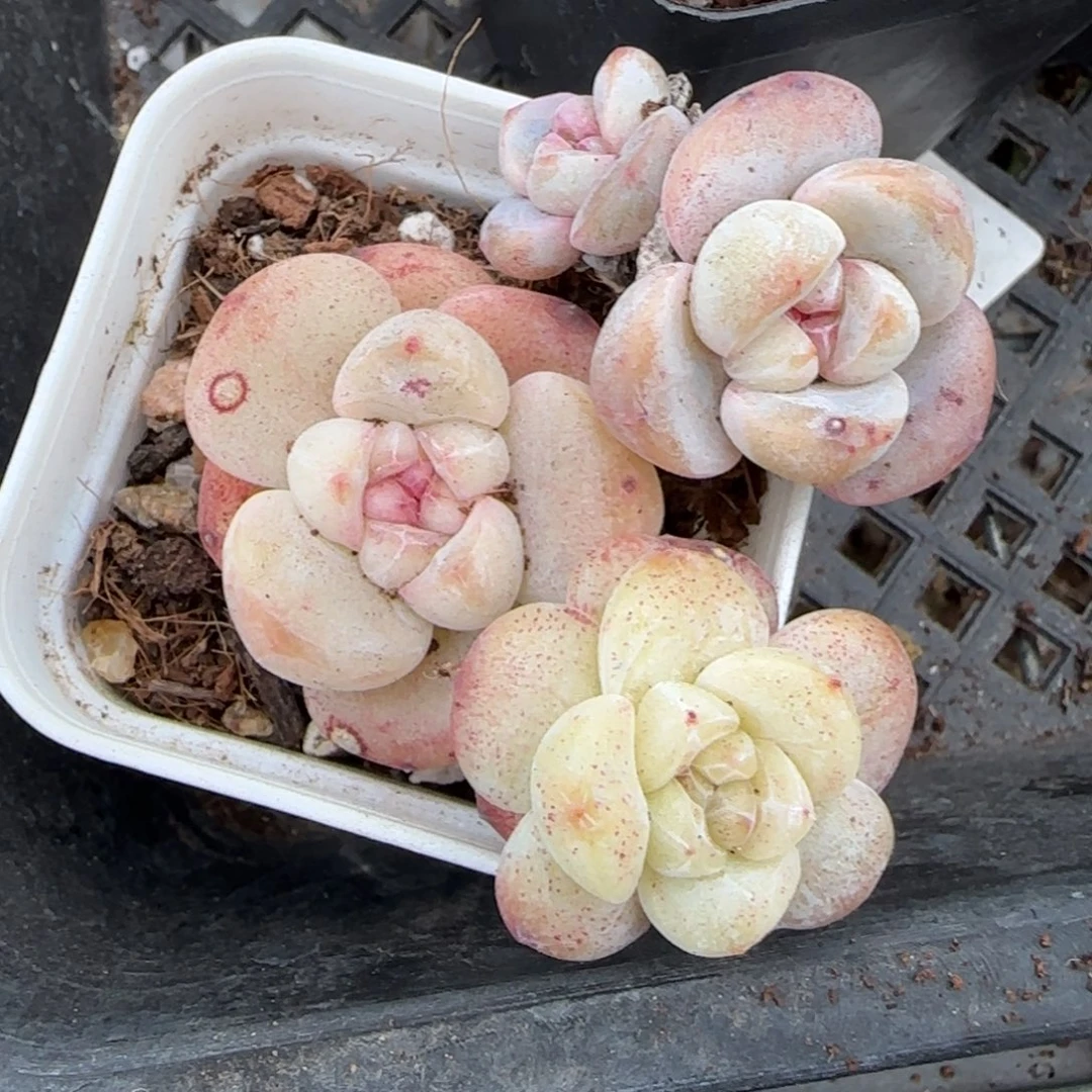 多肉小卡拉米糖心一物一拍