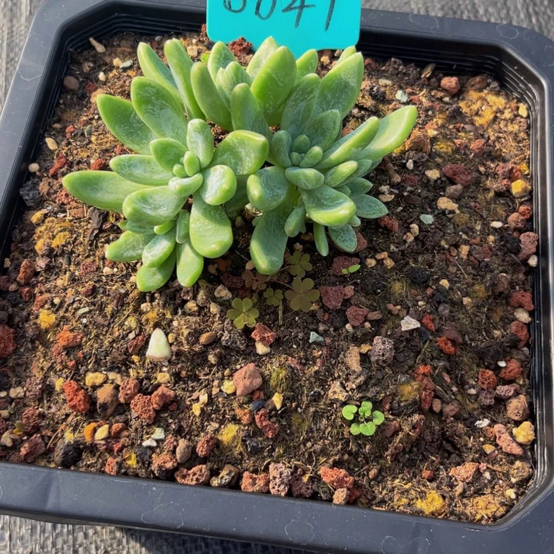 0041下午多肉植物群生