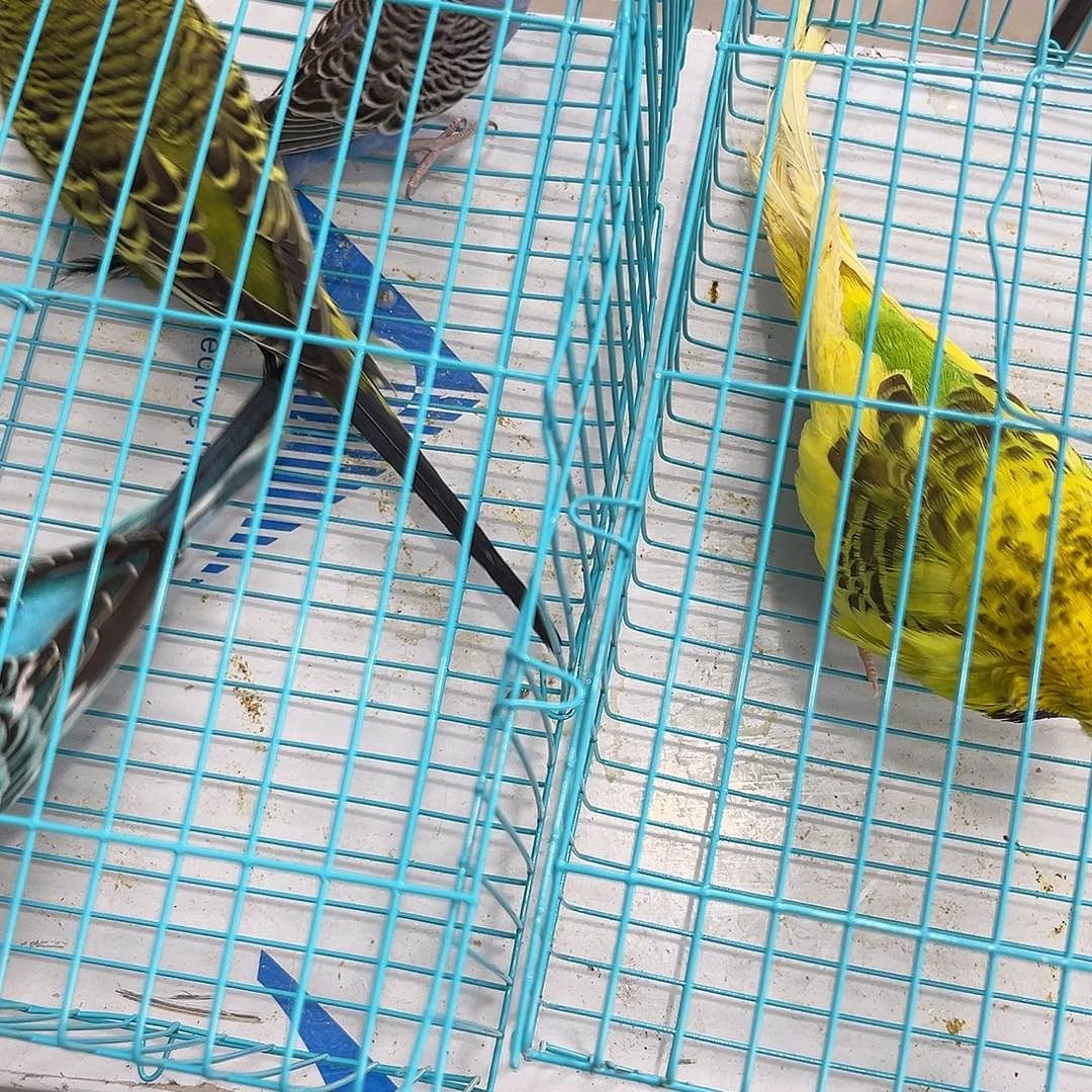 虎皮鹦鹉普通，欧血