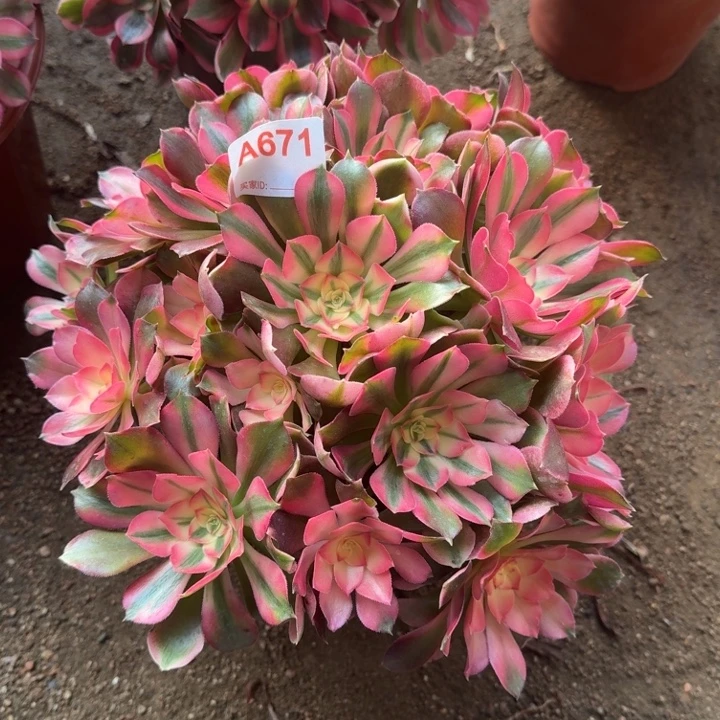 香妃671多肉植物冠服28