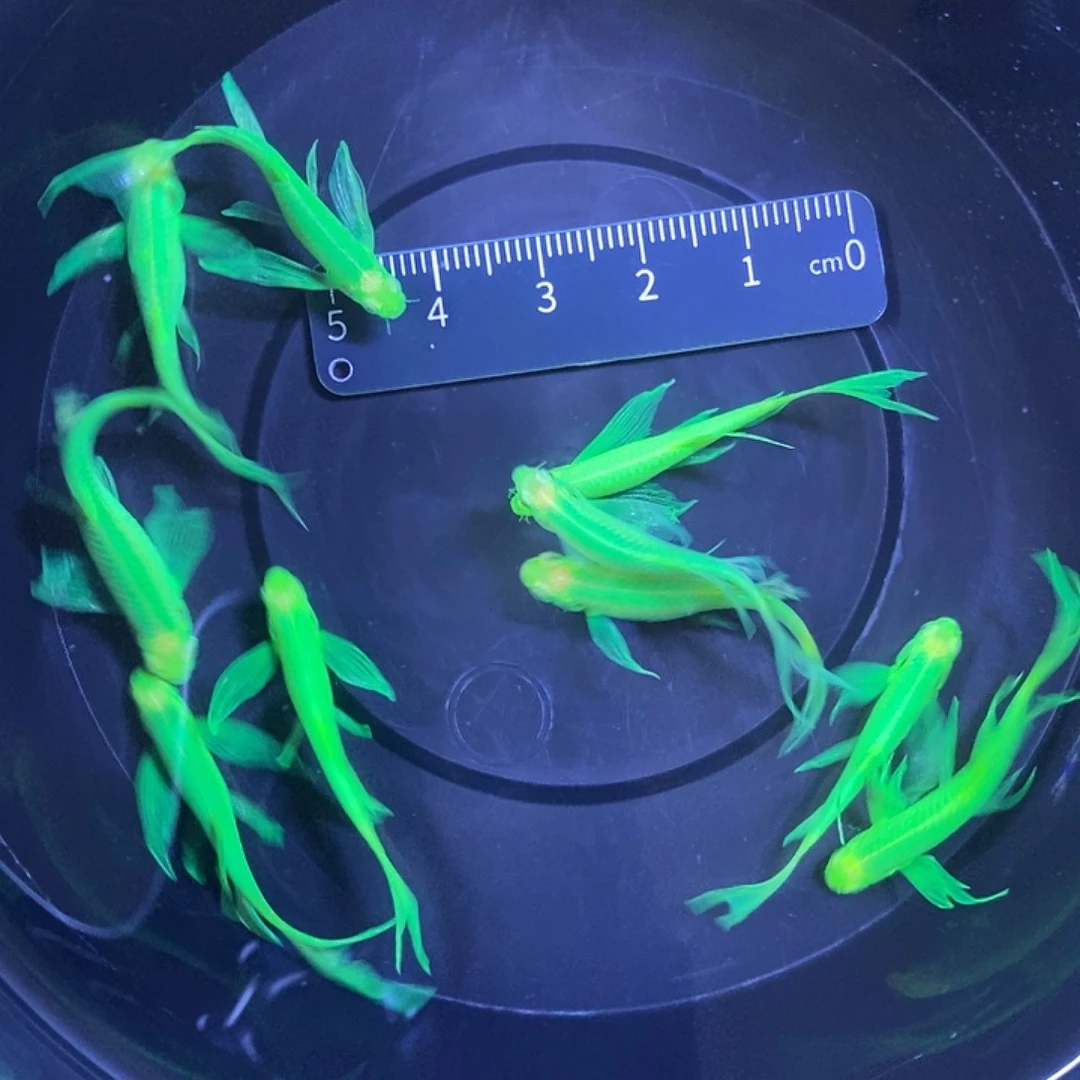 斑马鱼蝶翼斑马福利翡翠3-4厘米10条