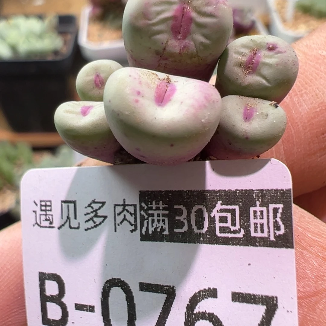 多肉植物1111111111111
