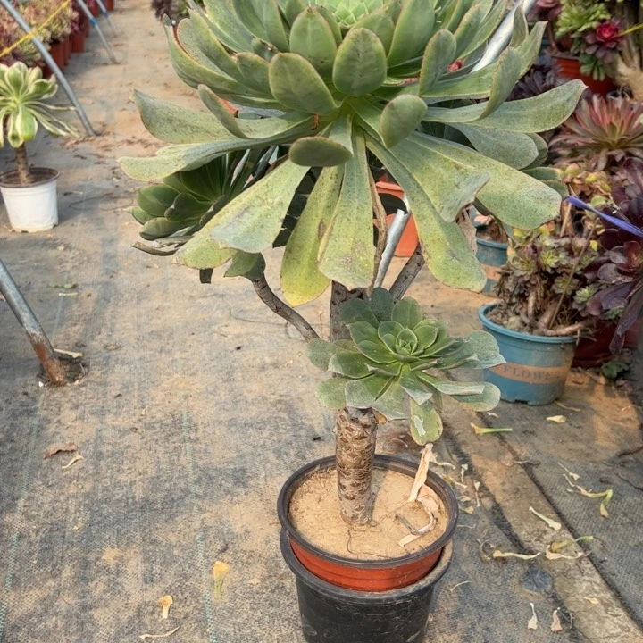 58翡翠城多肉多肉多肉