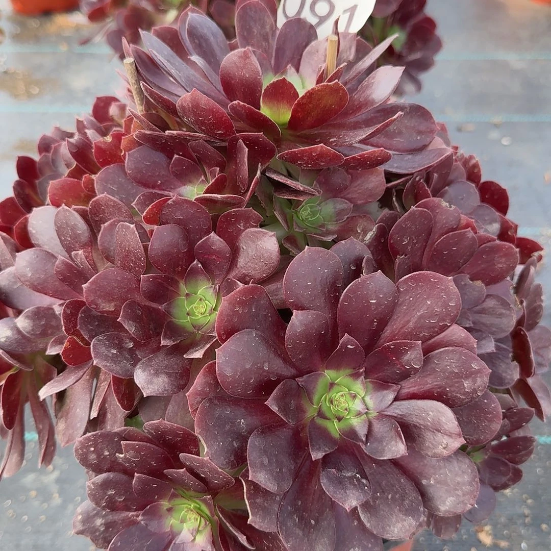 赤焰连法师超周正美美美