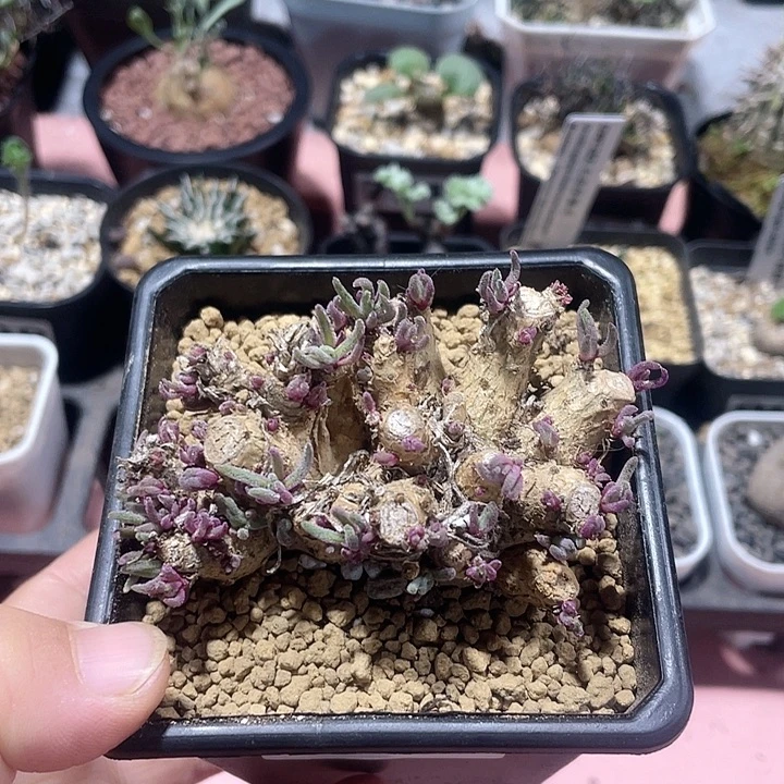 845精控大天赐块根