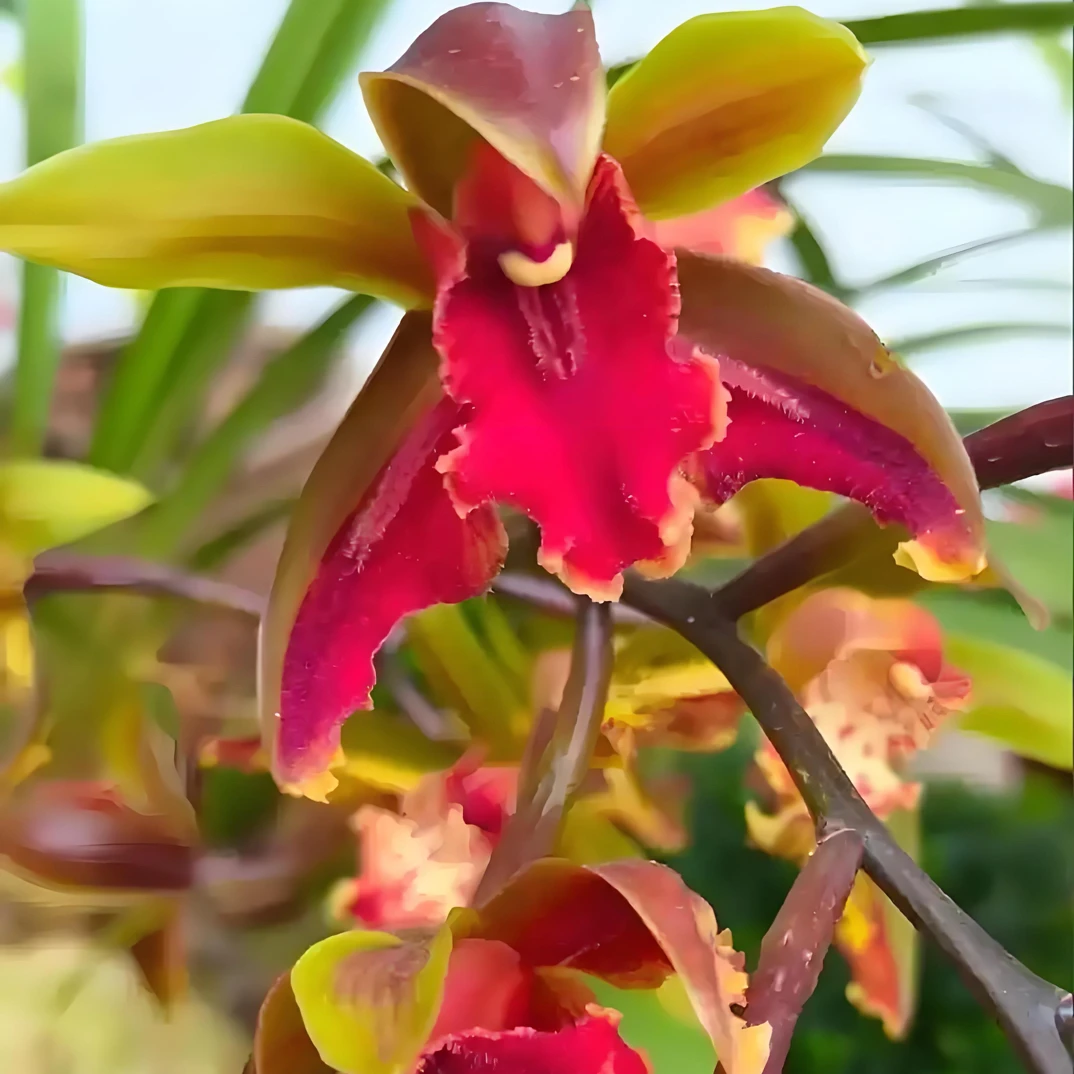 红素奇碟浓香型兰花室内室外均可养殖一物一拍盆栽植物花卉盆栽