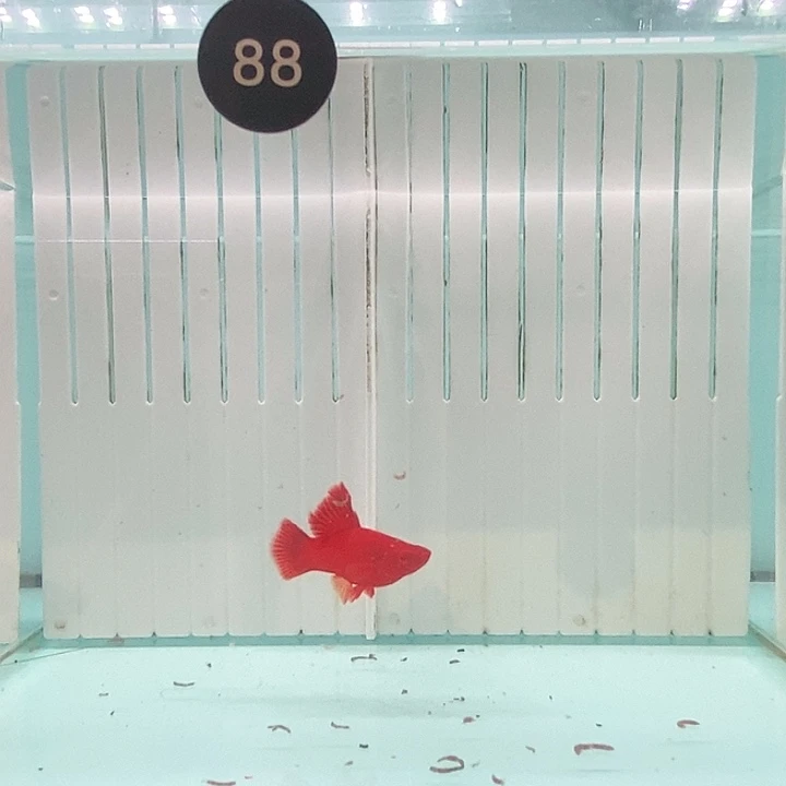 红剑鱼用****11条圆尾母