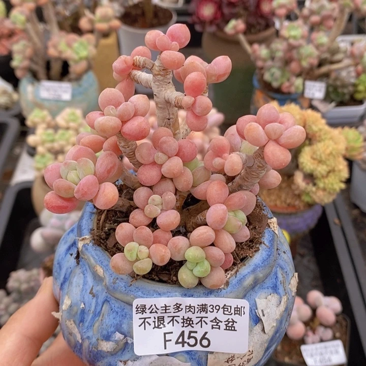 鱼子酱老桩9cm456多肉植物
