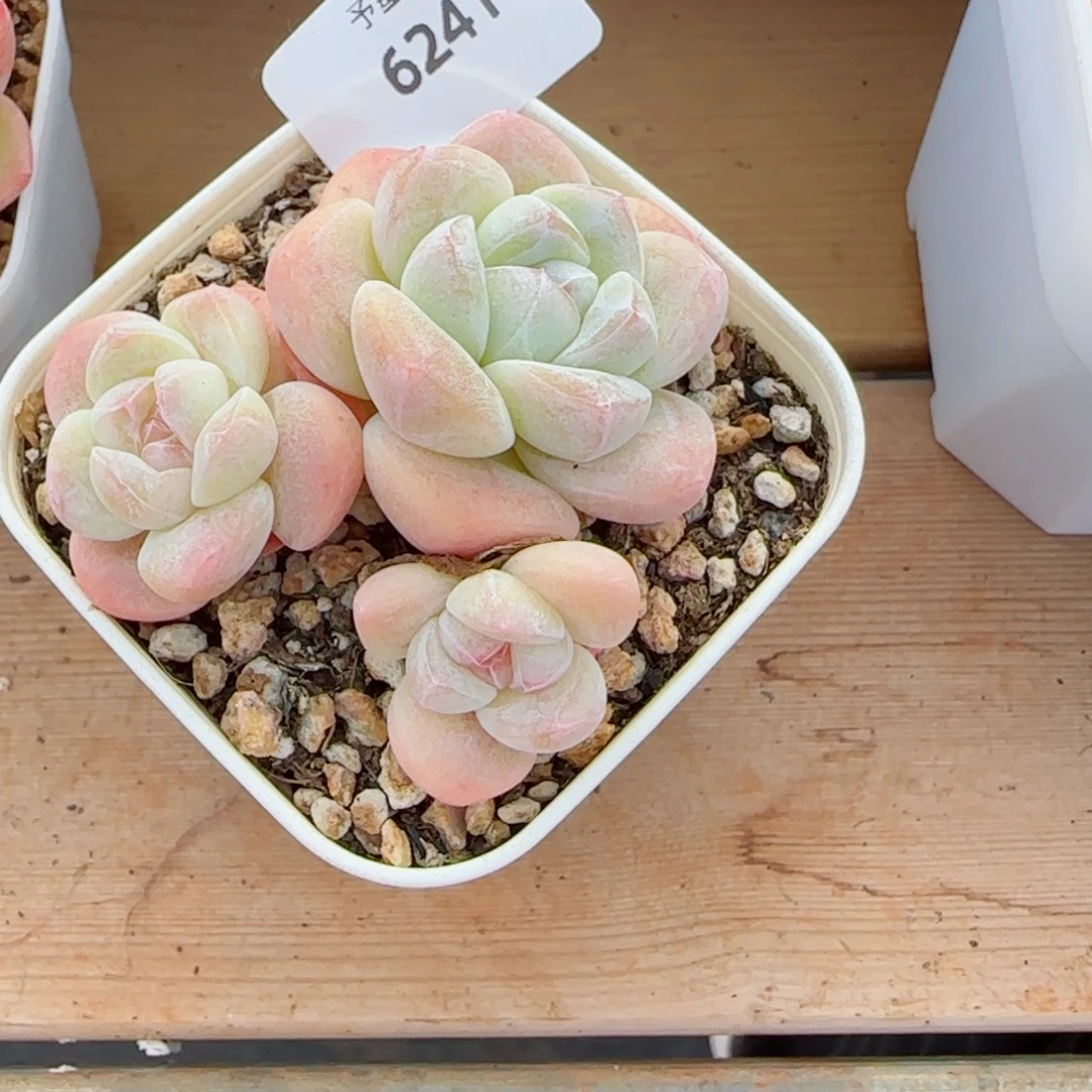 冰玉无砍，6241多肉植物