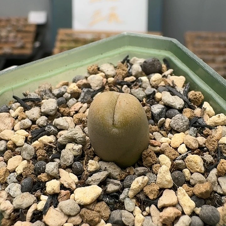 23451清框特价丑鹅