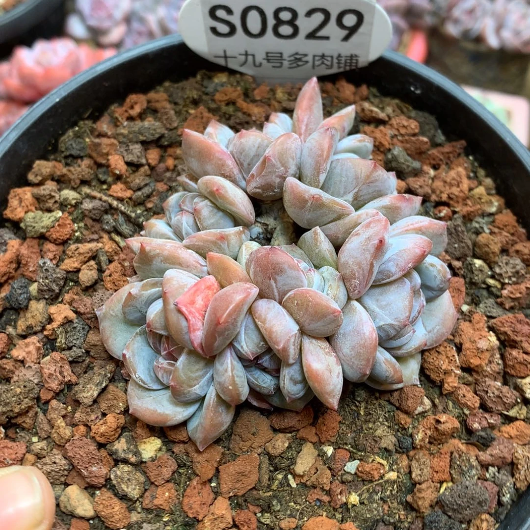S0829 星影石榴籽 开播福利 7.5cm