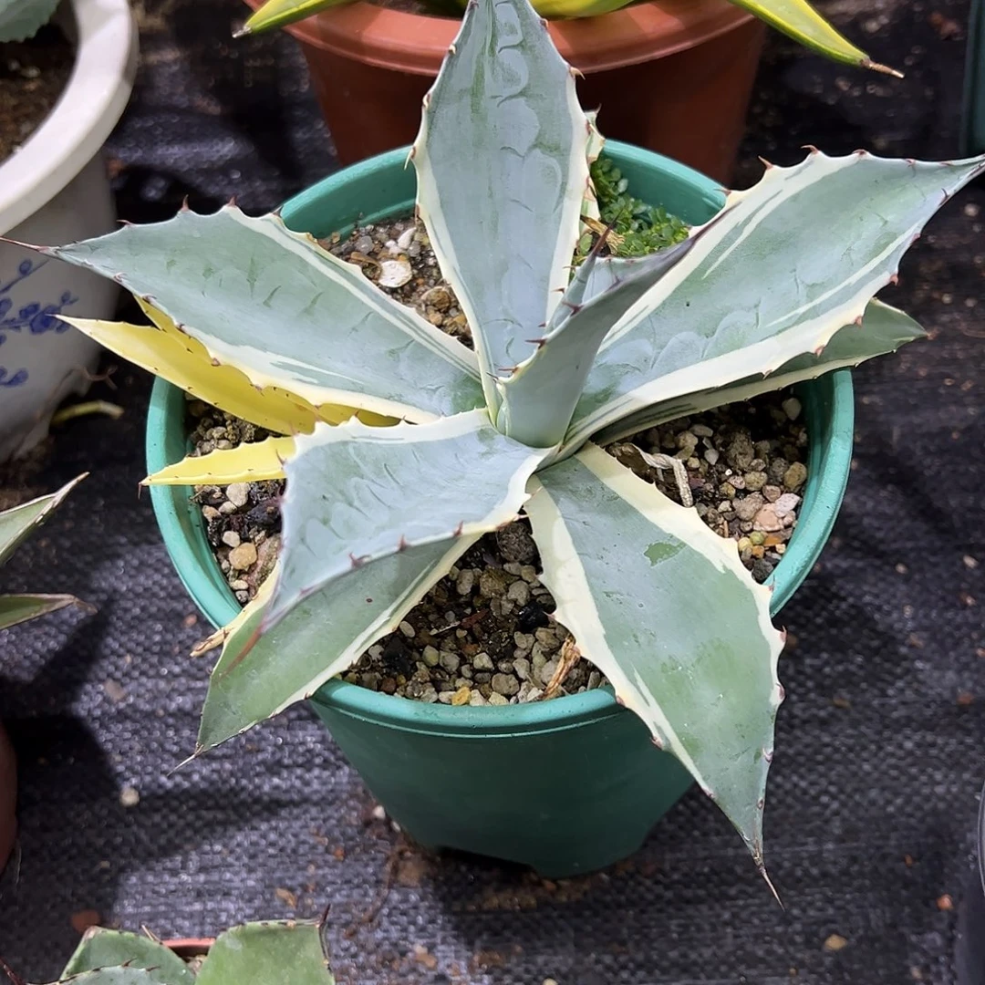 赖光白覆轮锦龙舌兰