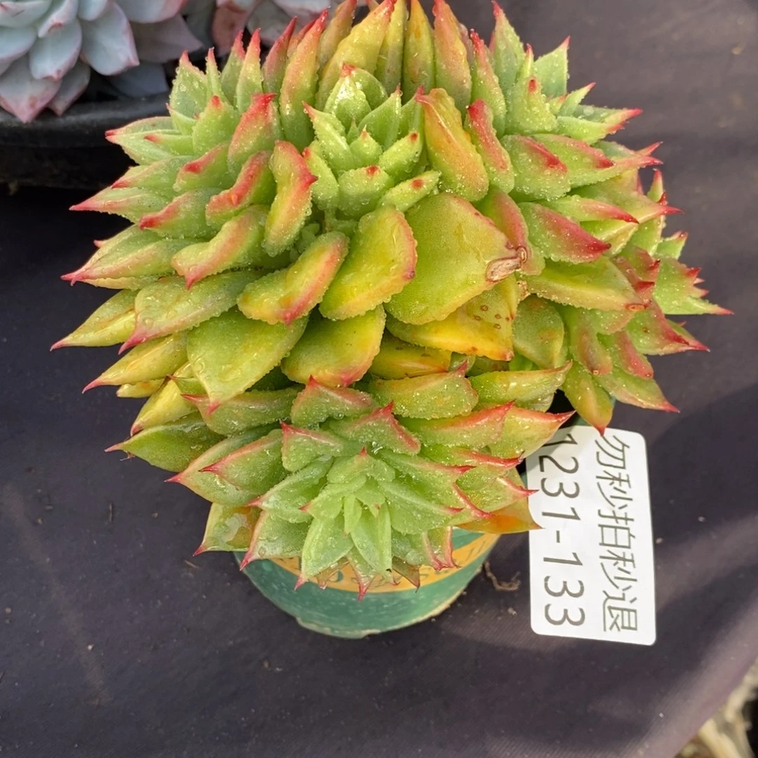 两单包邮1231-133不知名