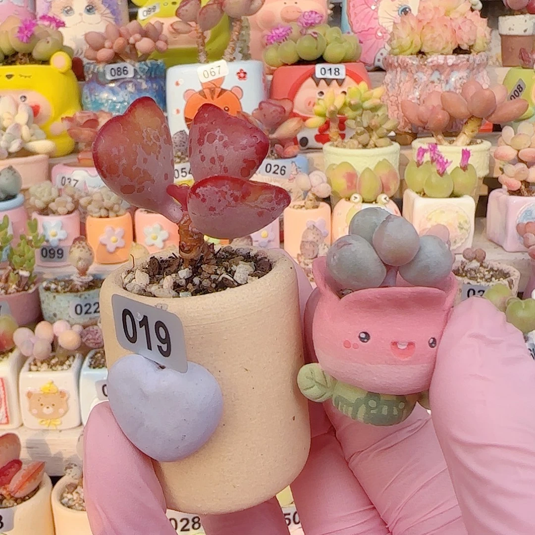 阿****L 爱心水泡带土球 玫瑰花空盆