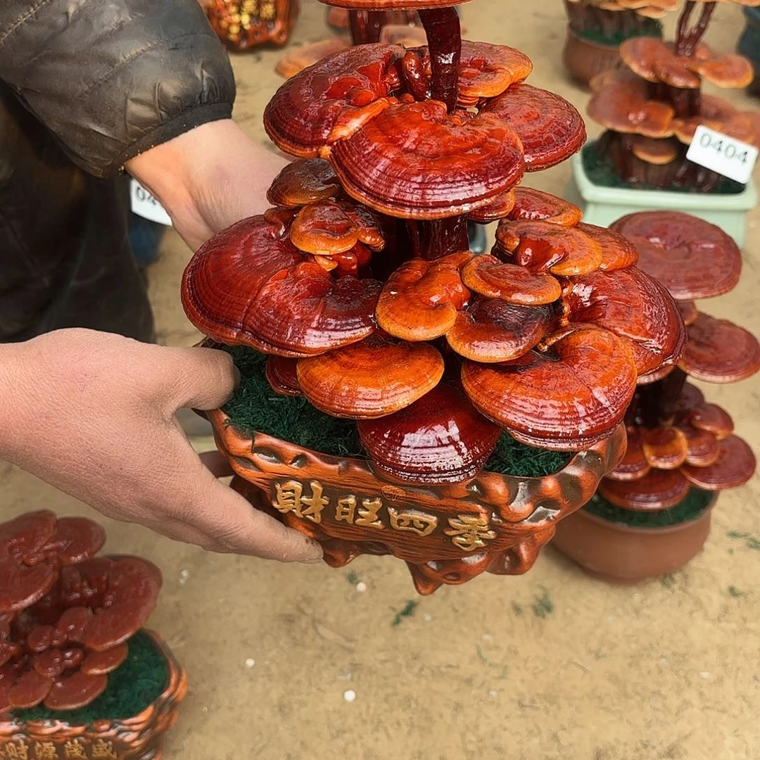 无花朵灵芝是我国著名植物