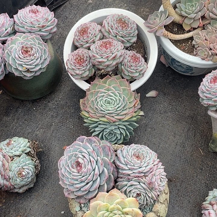 老桩特色天鹅绒2颗带盆一个