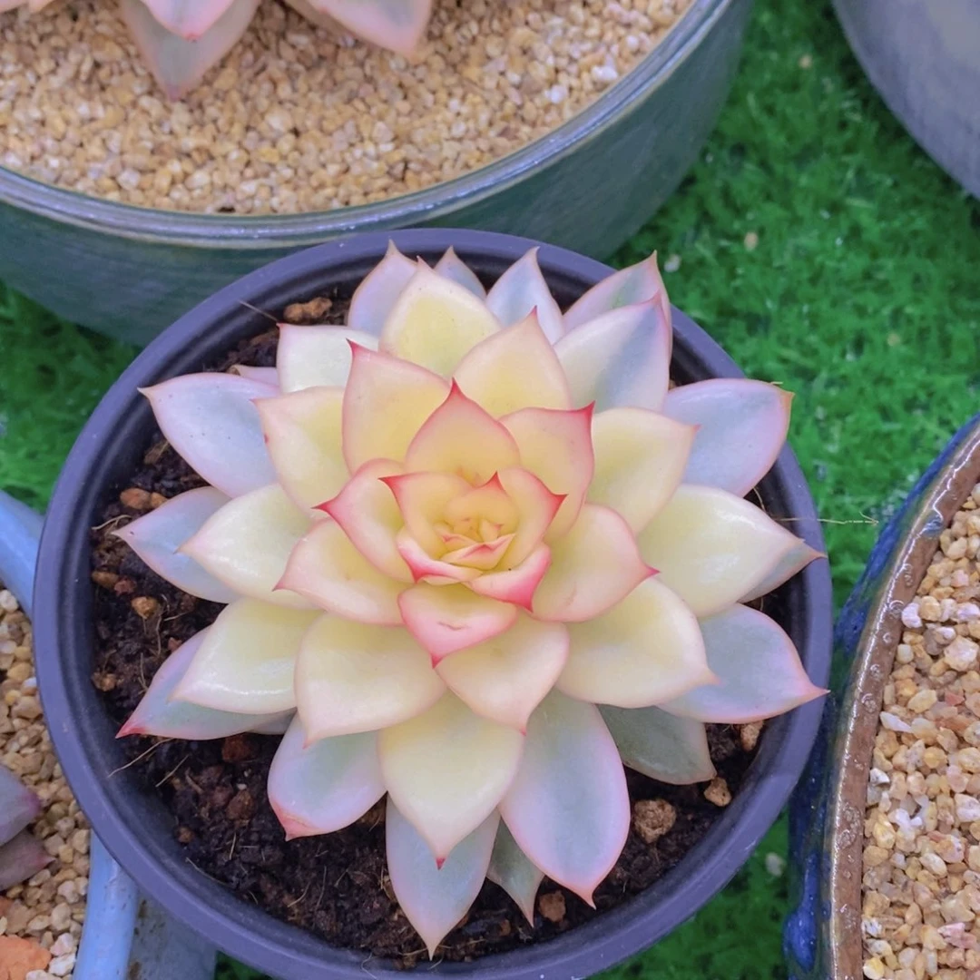 开心多肉植物多肉