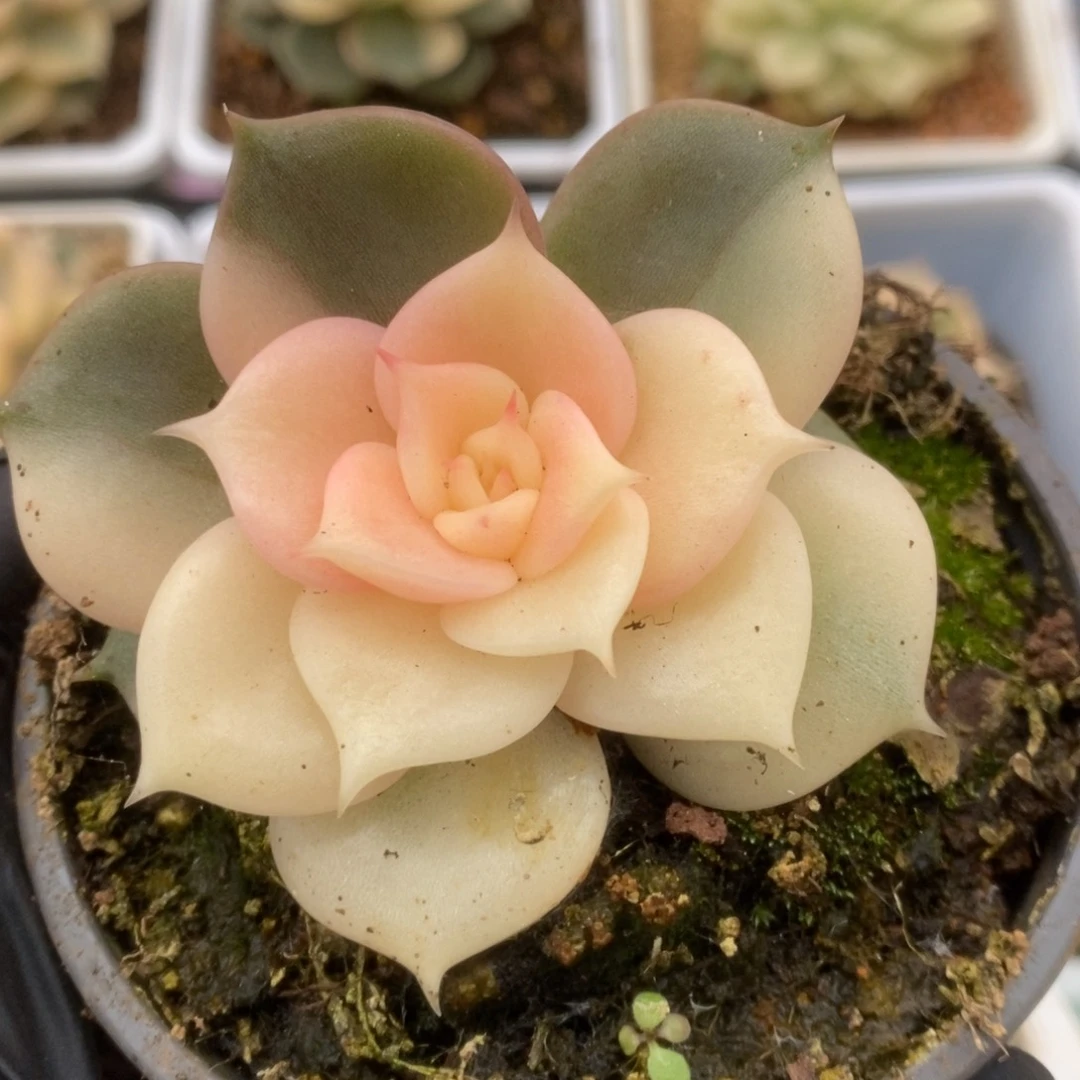 037贝加尔湖锦锦锦锦锦锦