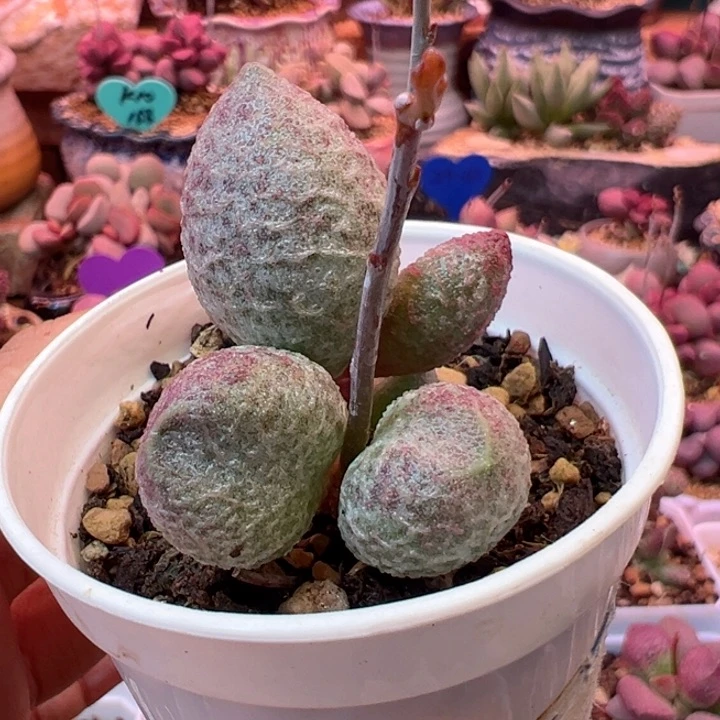 用****0一物一拍，感谢支持